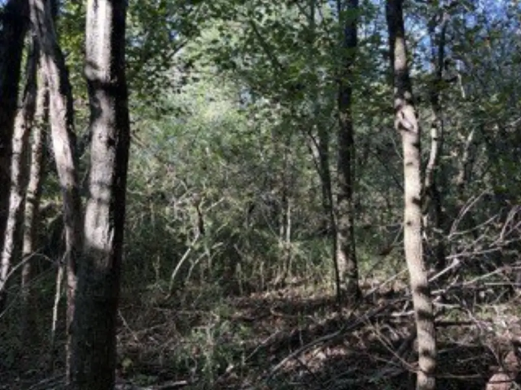 Picture 12
