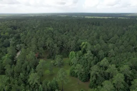 East Texas Timber Investment Opportunity