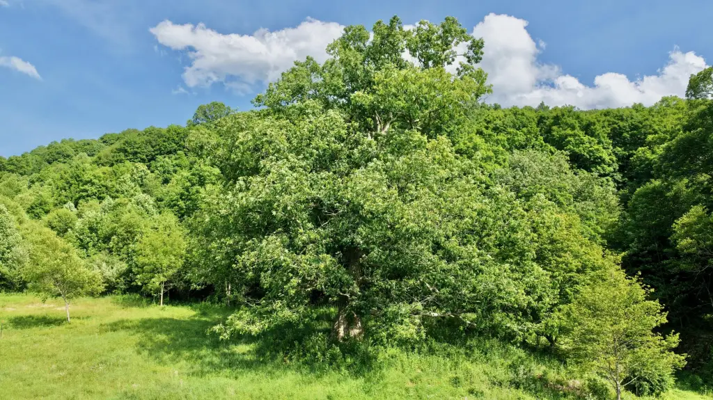Picture 20