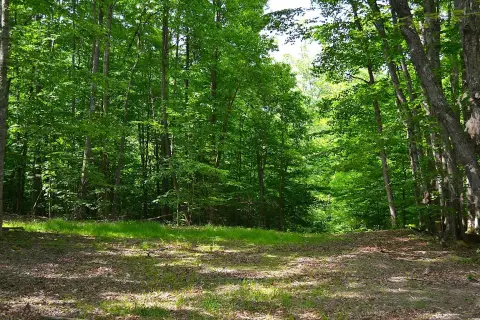 Hunting Land with Cabin Sites