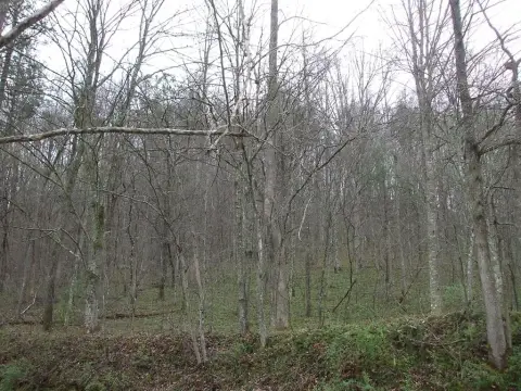 Lowmansville Acreage For Recreational Use