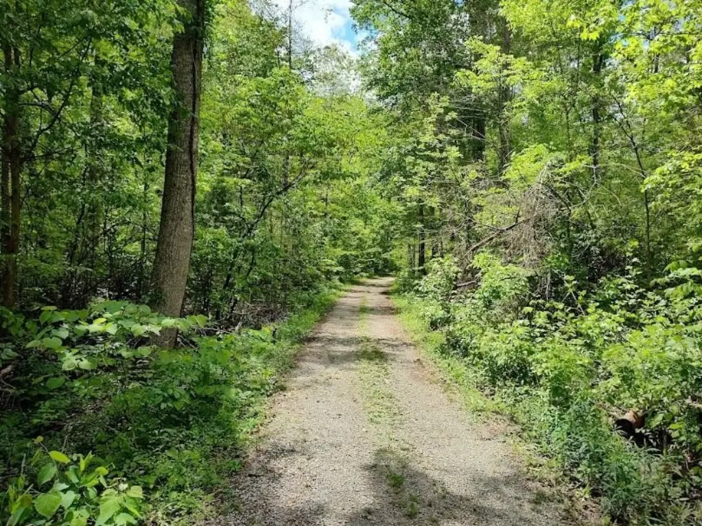 Picture 5