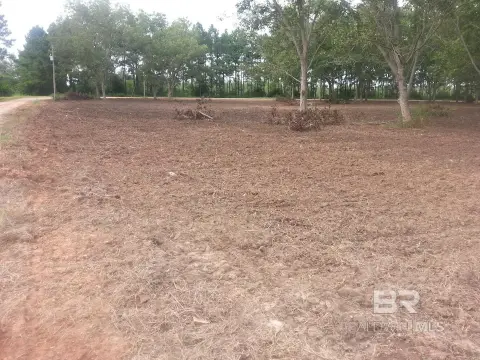 Pecan Farmland in Foley