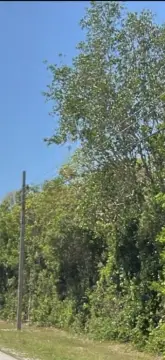 Homestead Land: Two Parcels