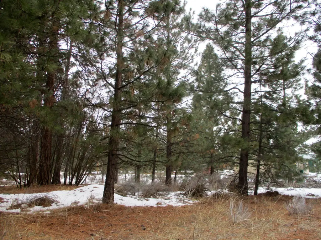 Picture 5