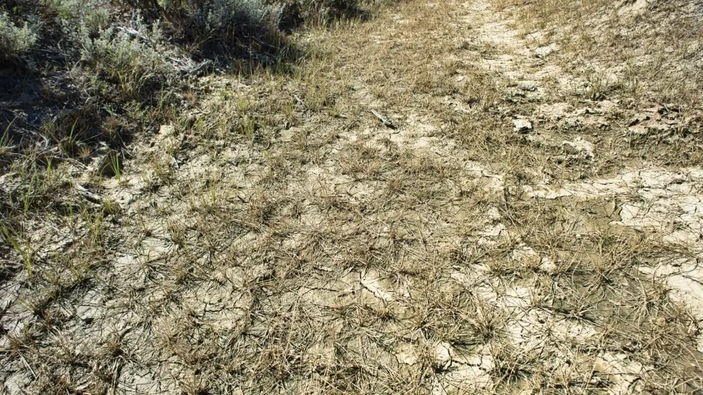 Picture 45