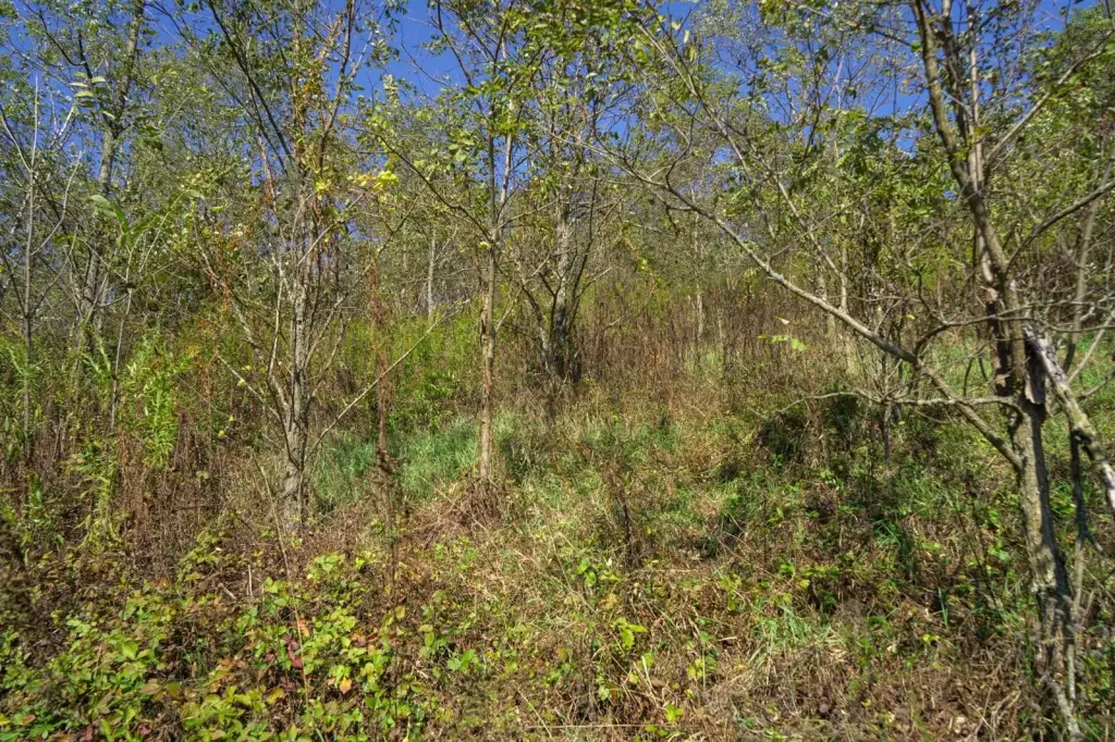 Picture 38