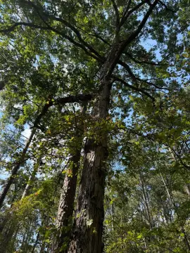 73 Acres of Recreational Land