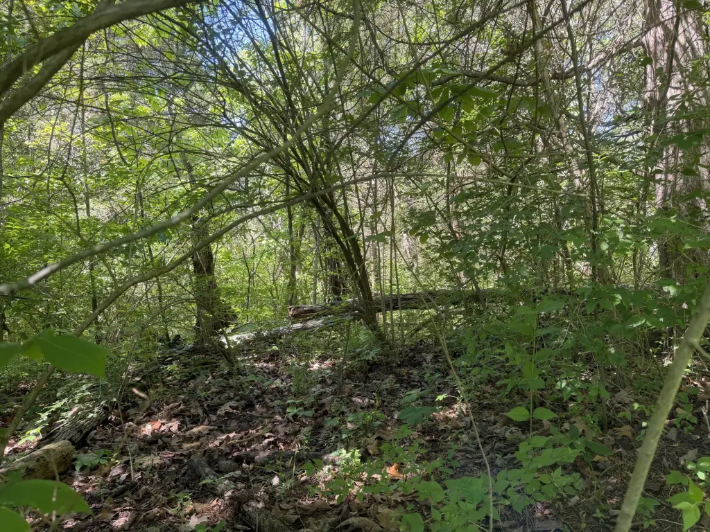 Picture 4