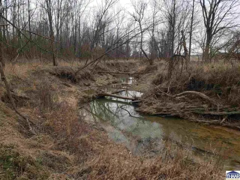 Clay County Timberland with Slough