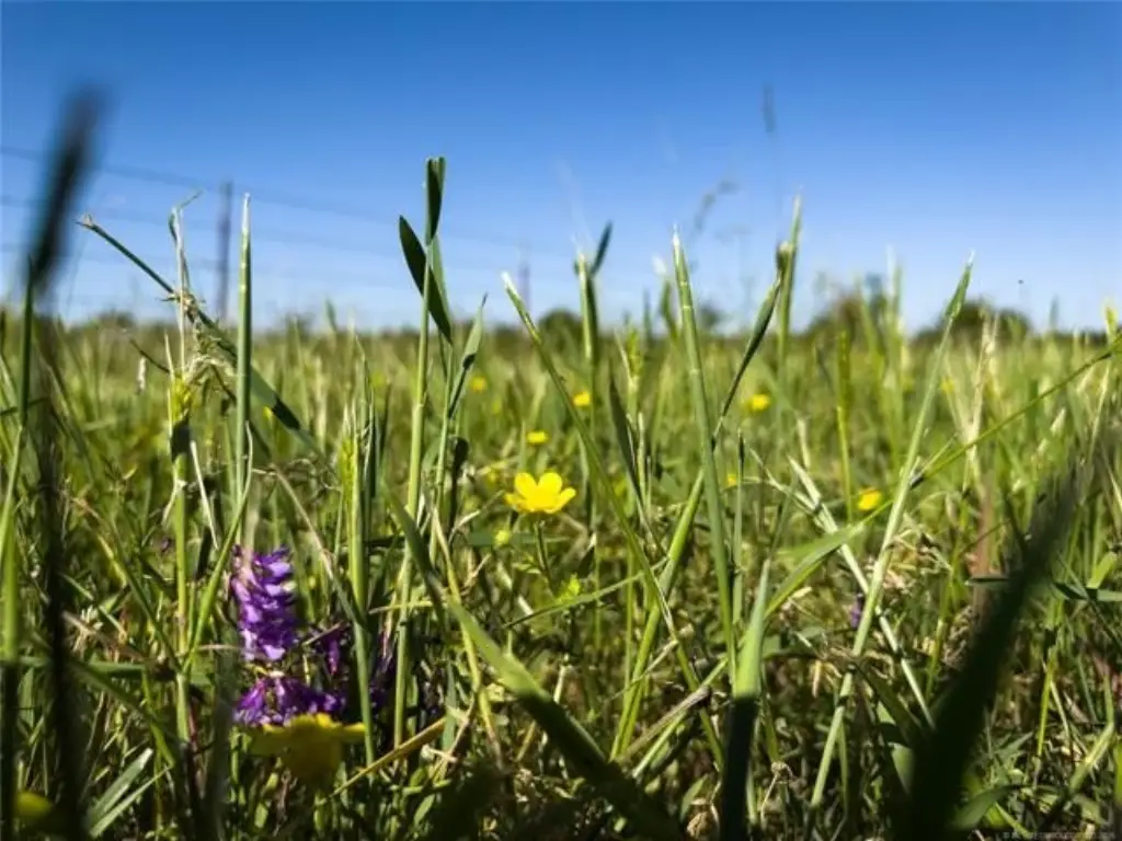 Picture 31