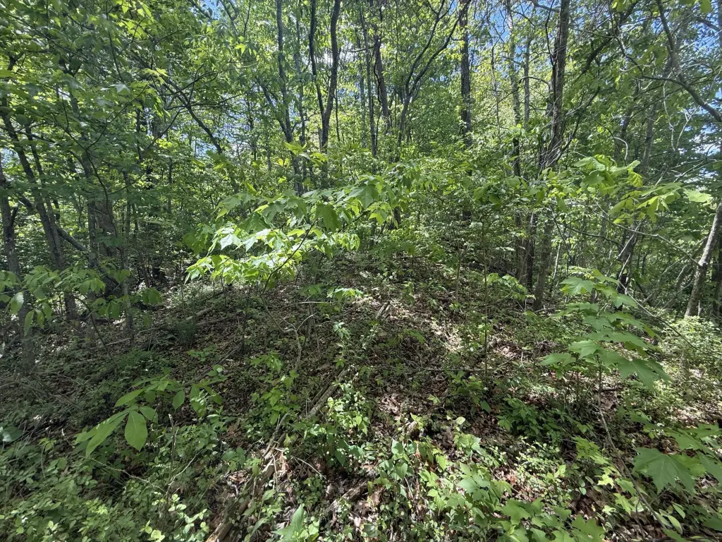 Picture 6
