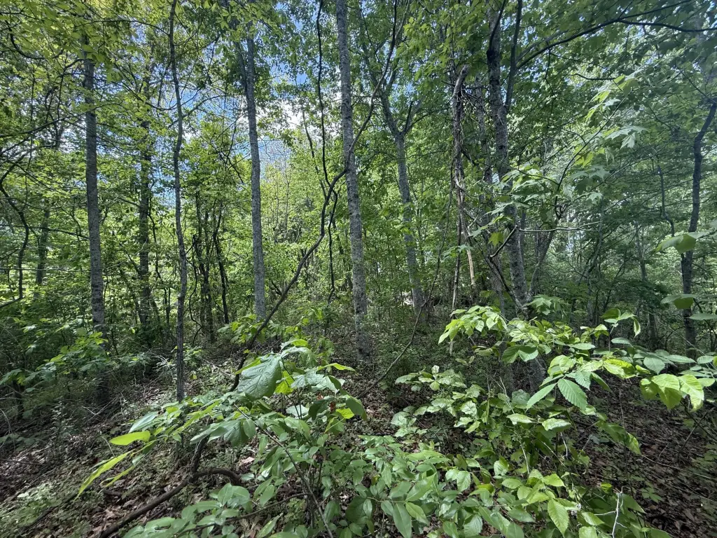 Picture 5