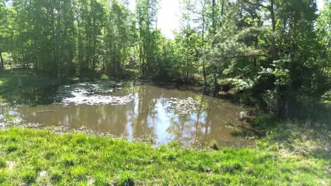 50 Acres Bordering National Forest