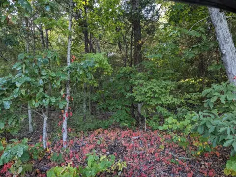 Wooded Acreage Near Warren Elementary