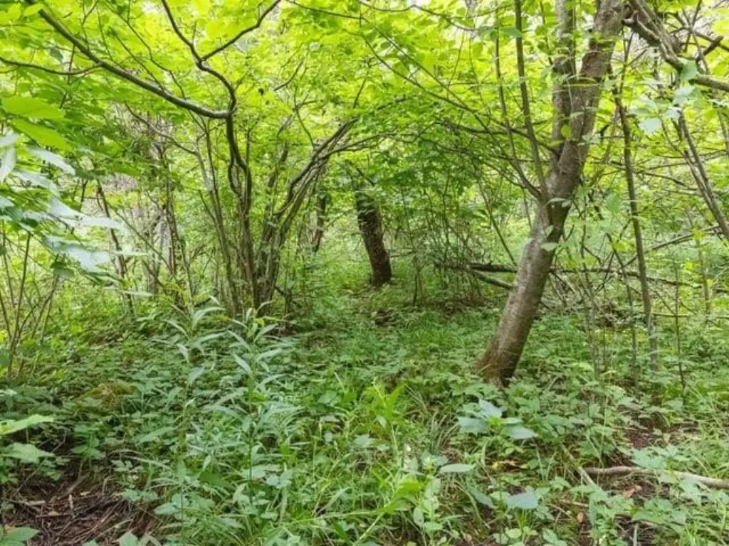 Picture 8