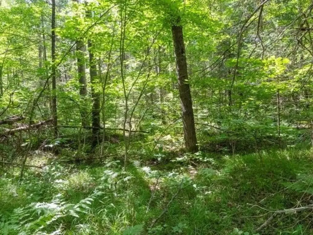 Picture 37