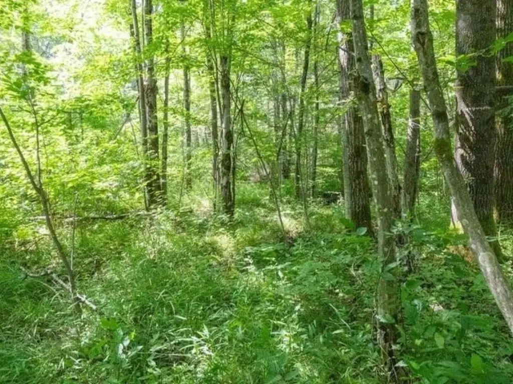 Picture 36
