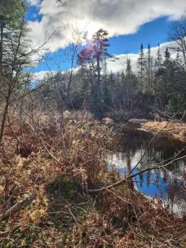 Belfast Land with Water Access