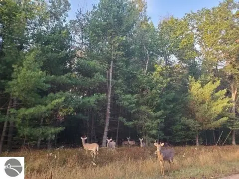 Wooded Lot Near Forest Lake