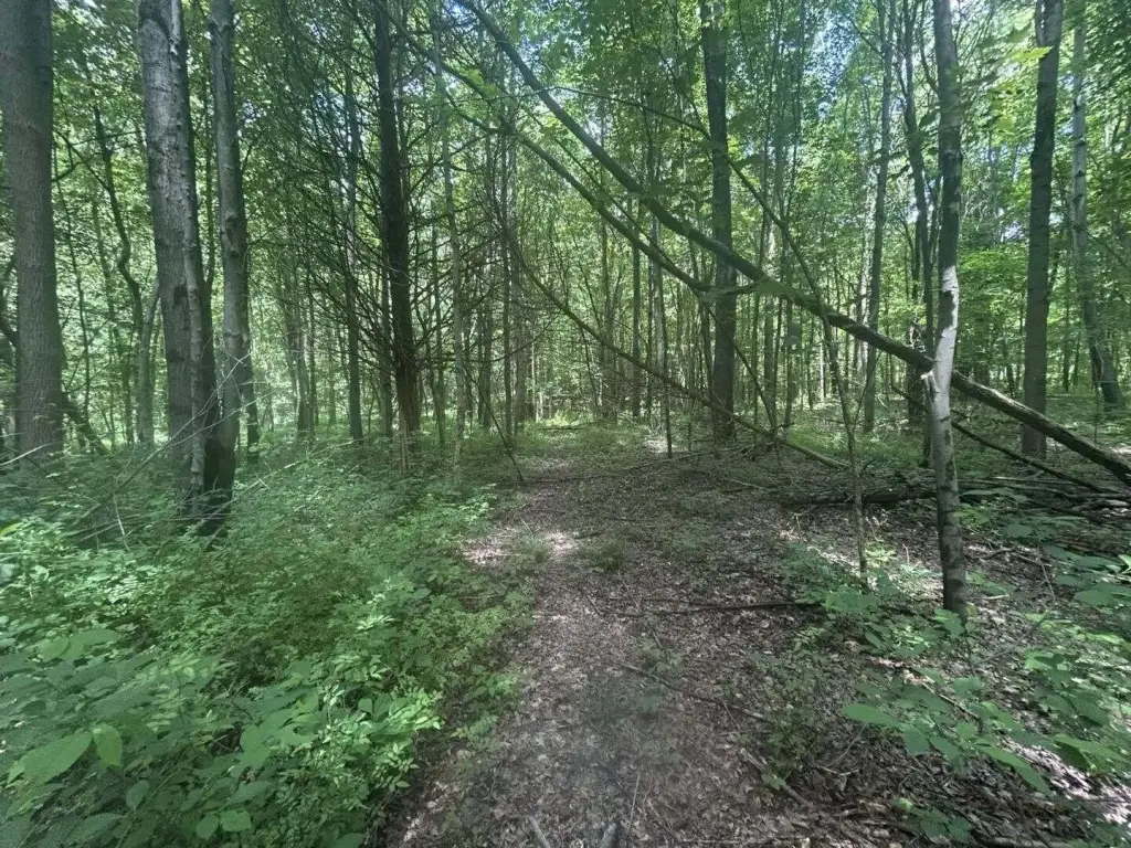 Picture 8