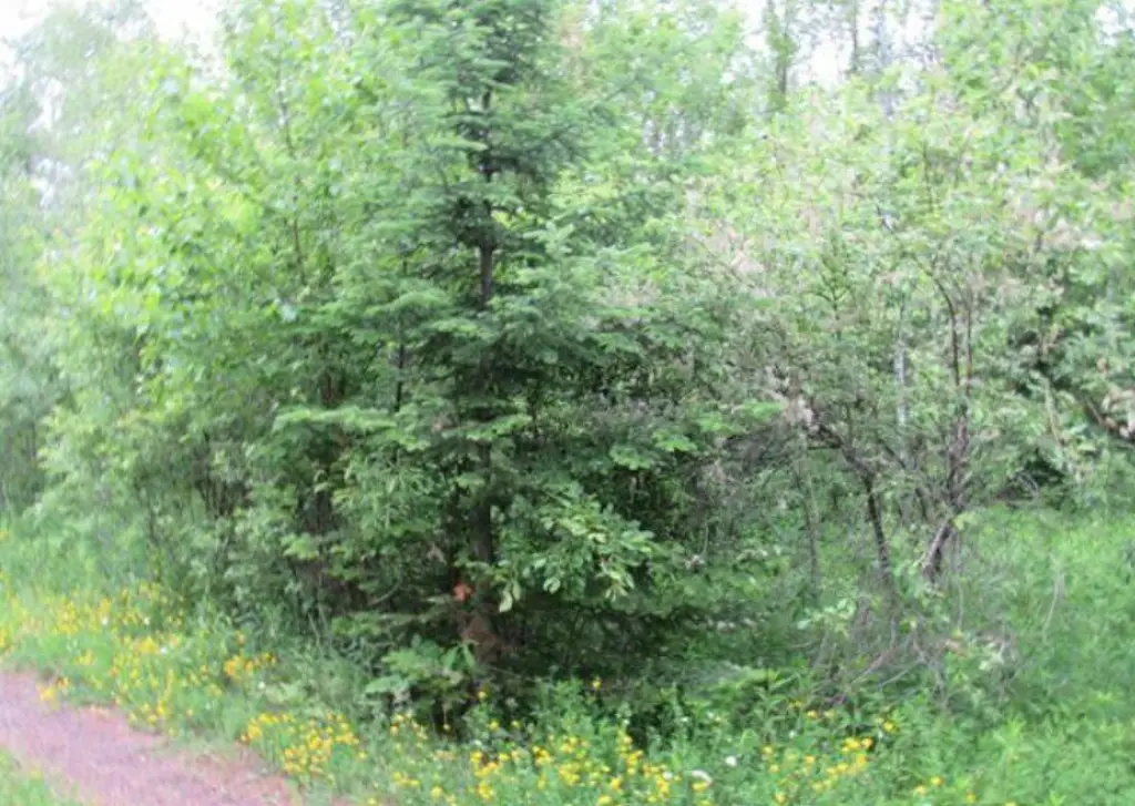 Picture 7