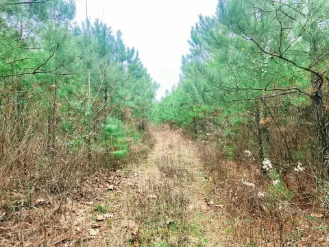 Falcon, AR Hunting/Recreational Land