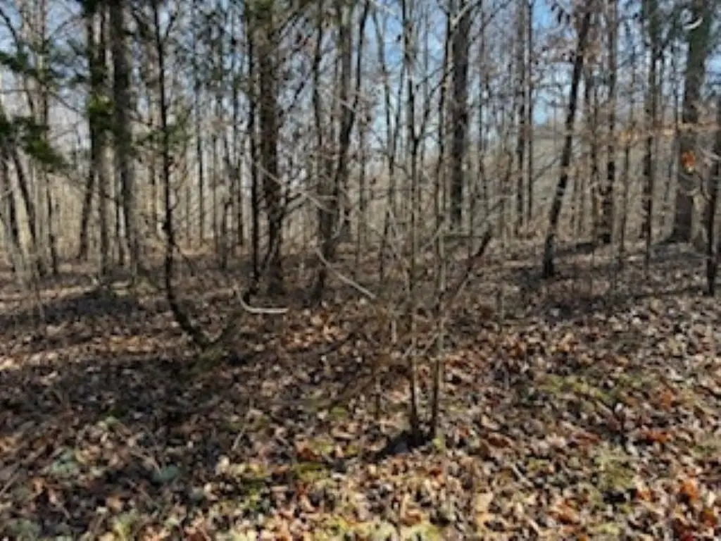 Picture 8