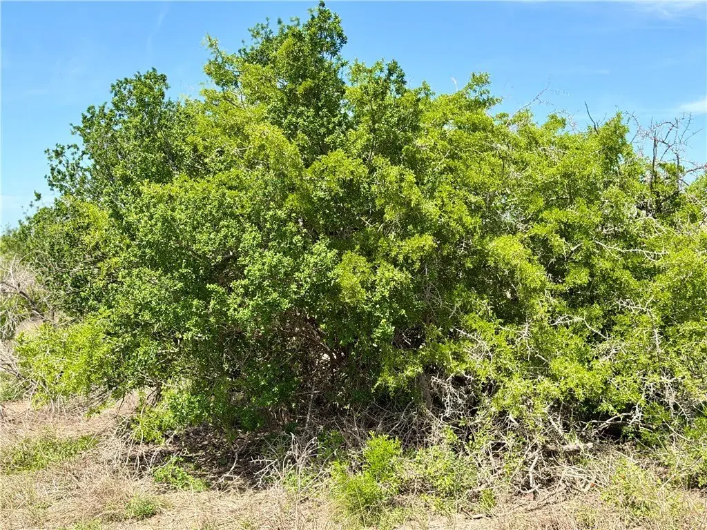 Picture 29