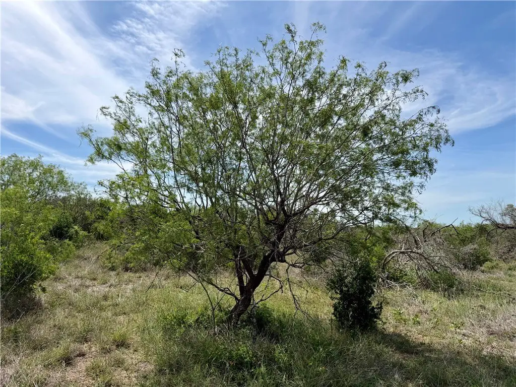 Picture 31