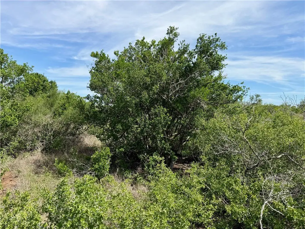 Picture 21