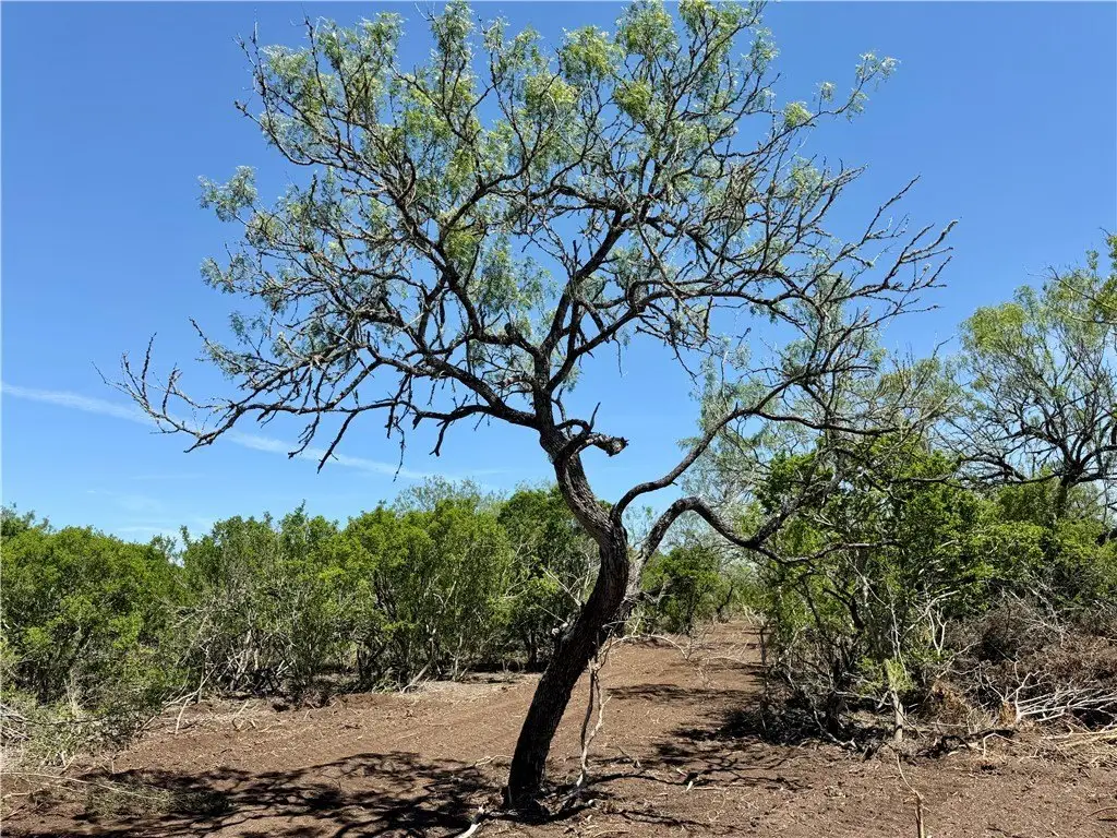 Picture 33