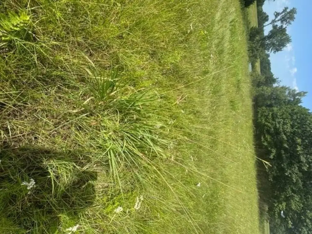 Picture 44