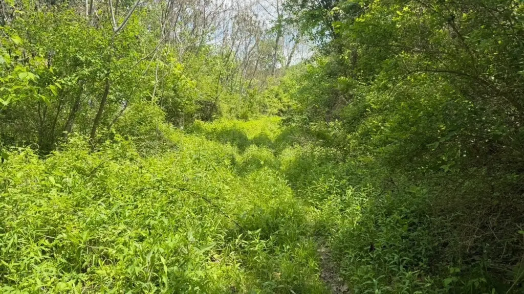 Picture 21
