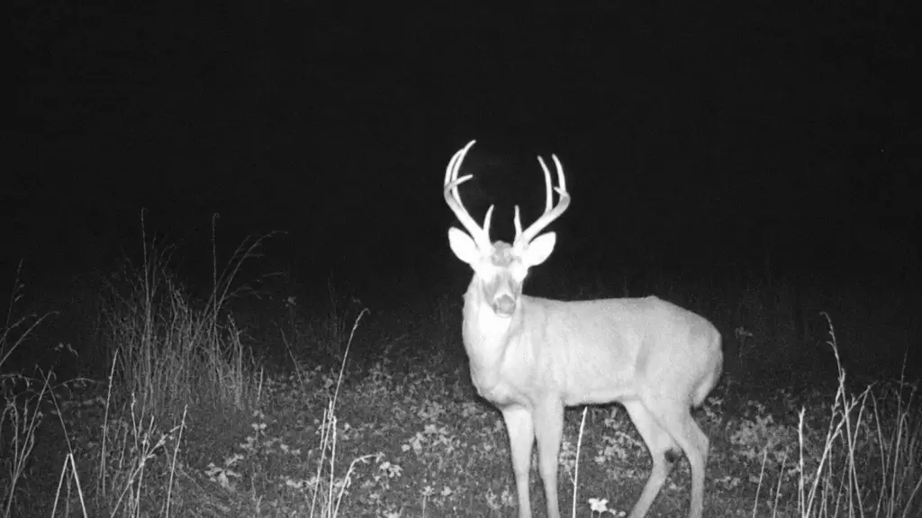 Picture 3