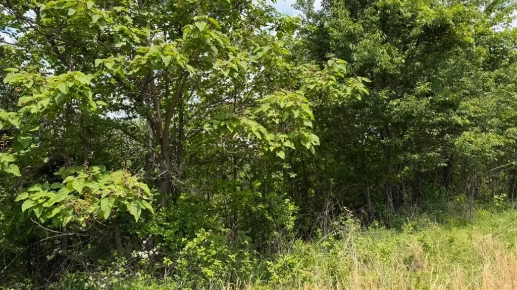 Picture 9