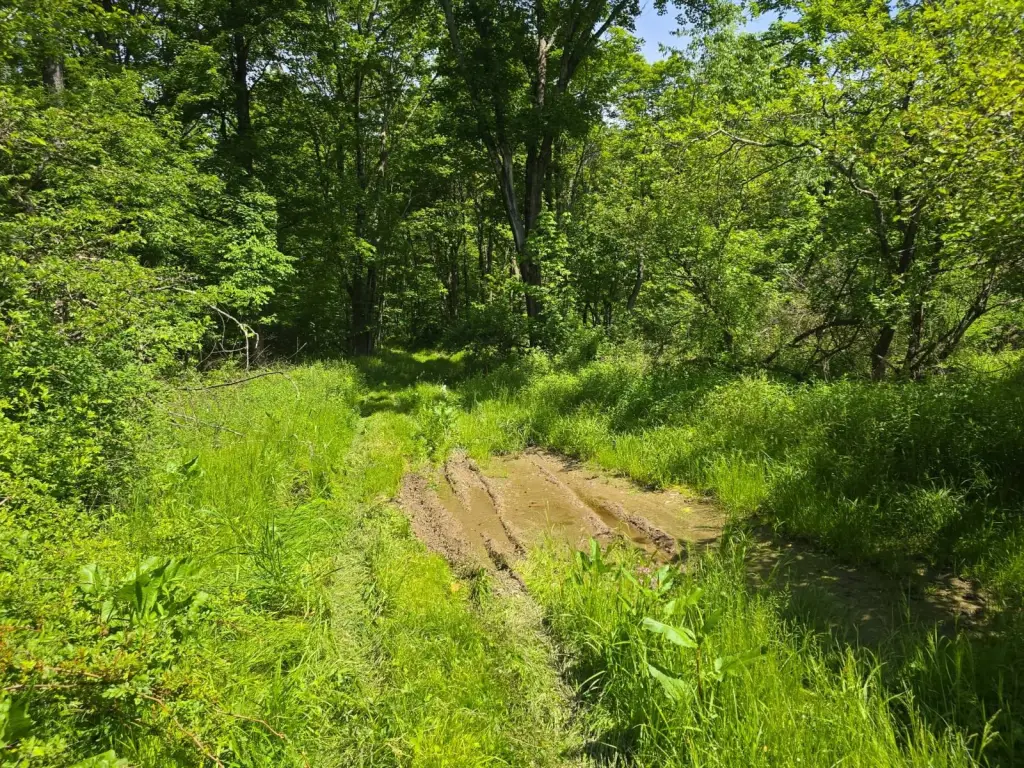 Picture 45