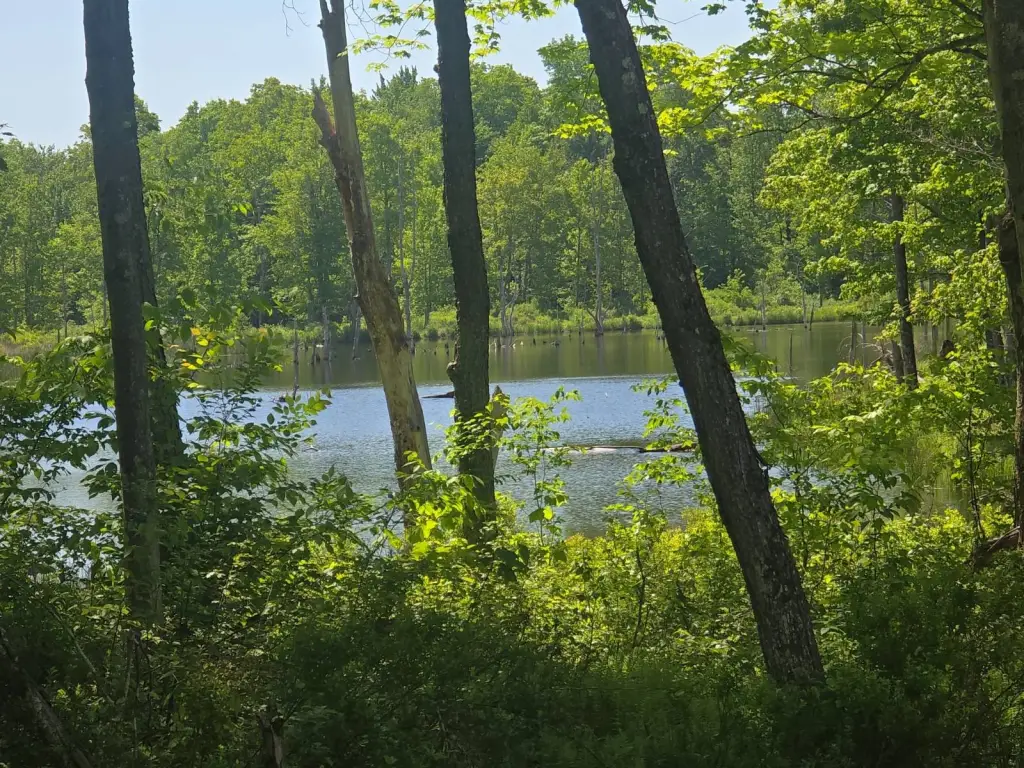 Picture 48