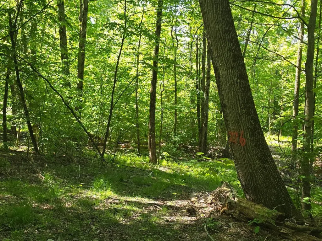Picture 28