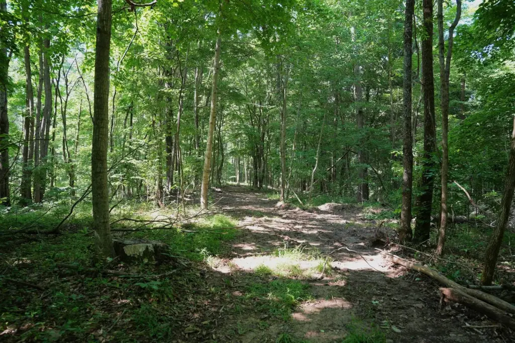 Picture 5