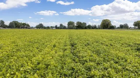 Irrigated Agricultural Land