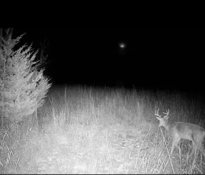 Louisburg Land Ideal for Hunting