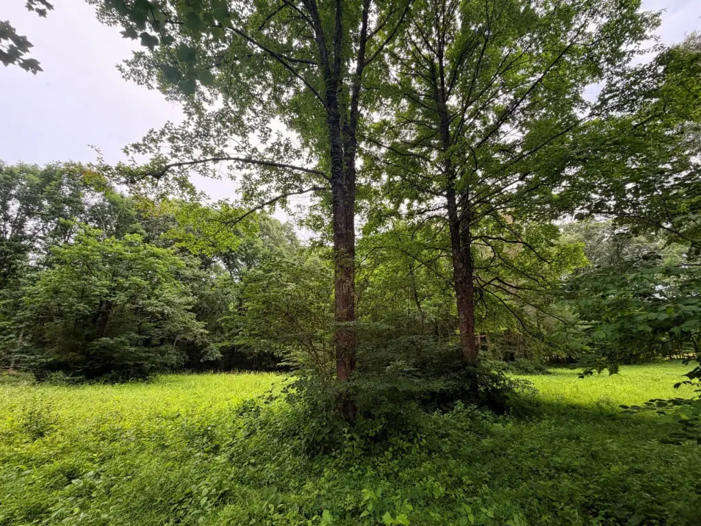 Picture 21