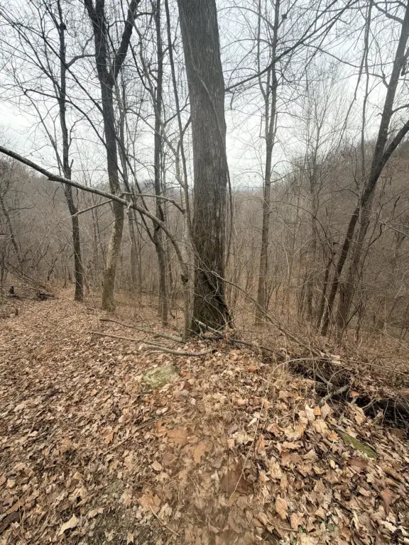 Picture 5