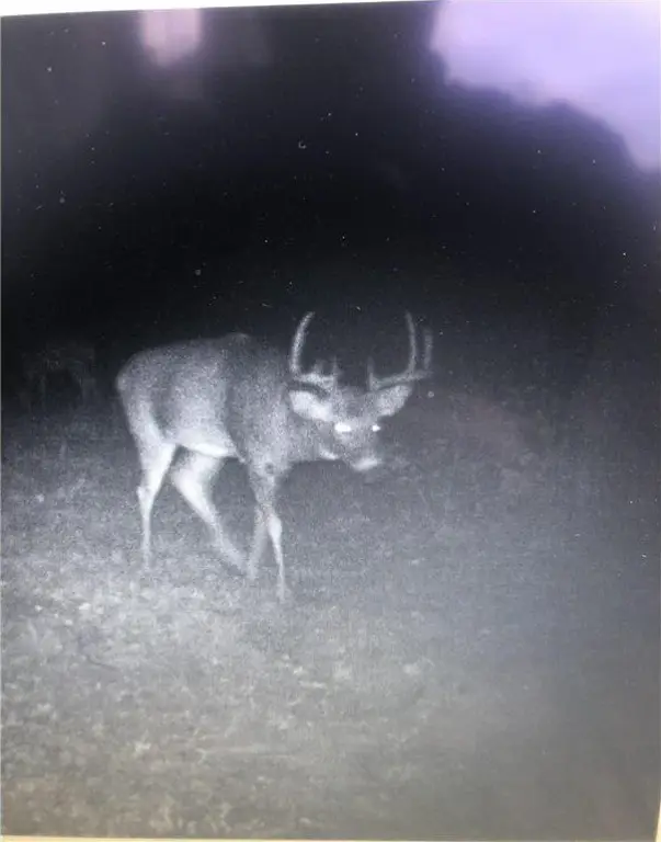 Picture 45