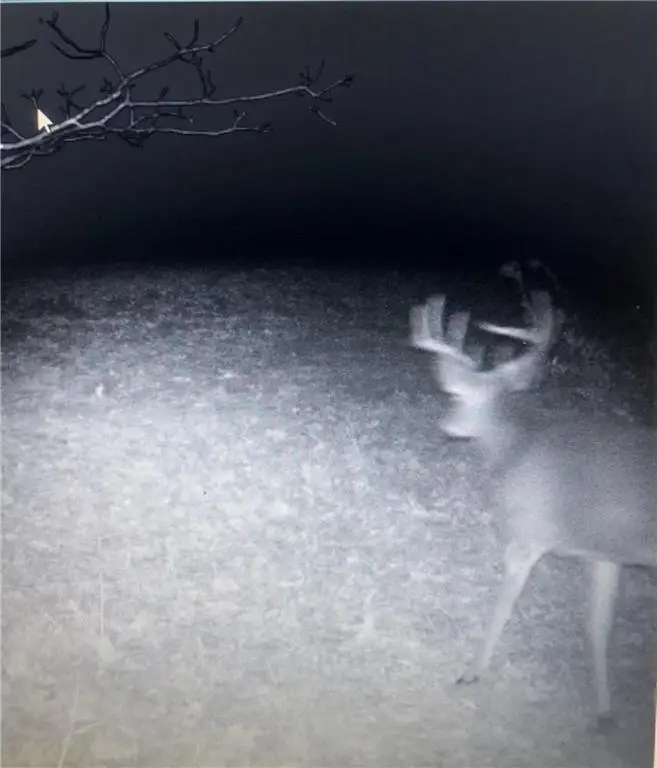 Picture 41