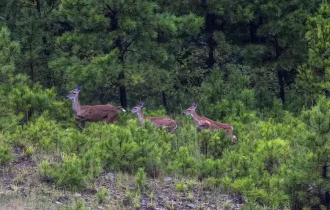 Land with Mountain Views, Pond