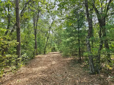 Wooded Land Near Adams, WI