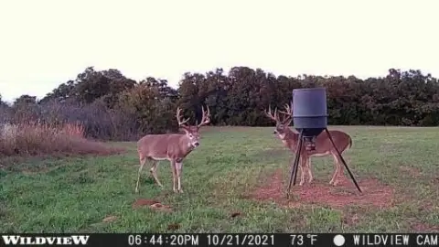 74 Acres Hunting Land, Chandler