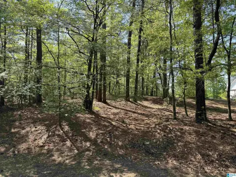 Wooded Land in Sterrett, Alabama